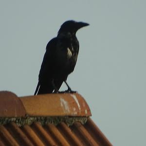 Hooded Crow