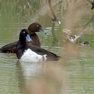 Tufted Duck