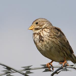 Corn Bunting