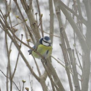 Blue Tit