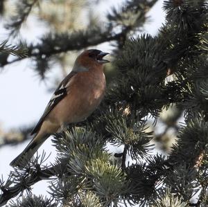 Eurasian Chaffinch