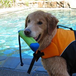 Retriever (Golden)