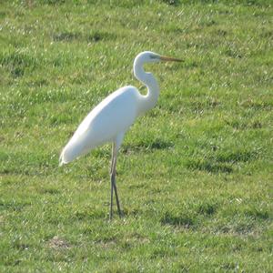 Great Egret