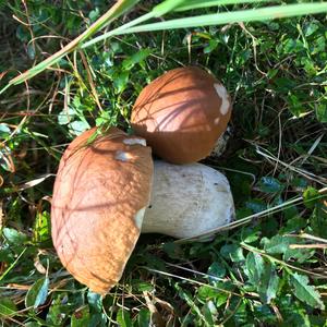 King Bolete