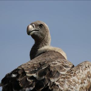 White-backed Vulture