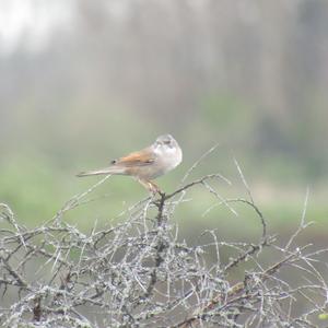 Common Whitethroat