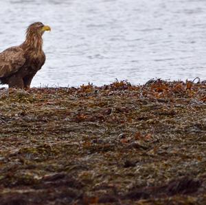 White-tailed Eagle