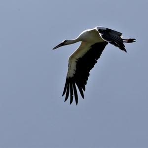 White Stork