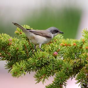 Lesser Whitethroat