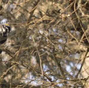 Eurasian Three-toed Woodpecker