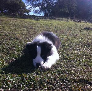 Border Collie