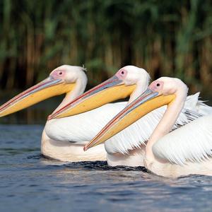 Great White Pelican