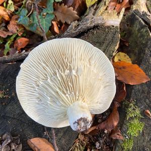 Fleecy Milk Cap