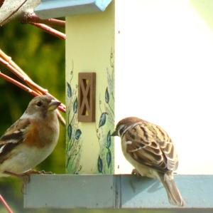 Brambling