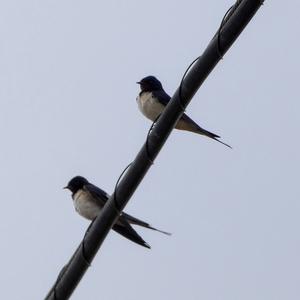 Barn Swallow