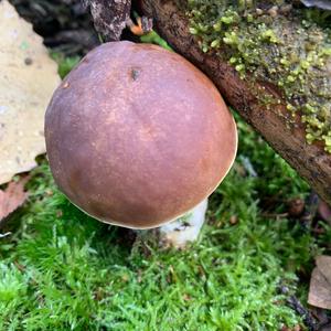 King Bolete