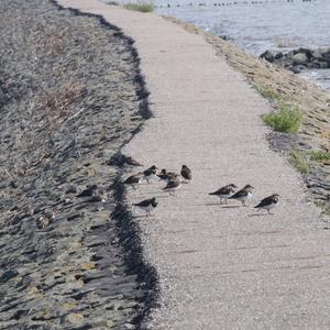 Ruddy Turnstone