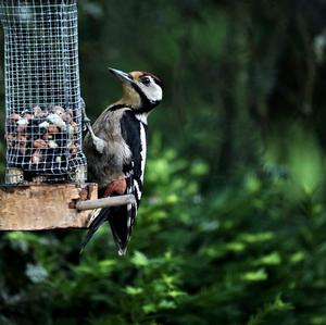 Great Spotted Woodpecker