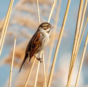 Reed Bunting