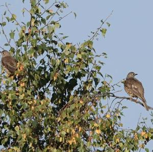 Mistle Thrush