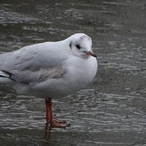 Black-headed Gull