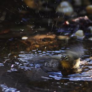 Common Chiffchaff