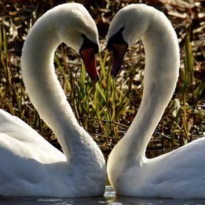 Mute Swan