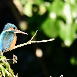 Eisvogel