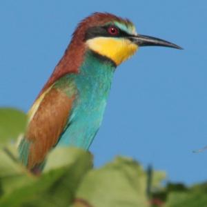 European Bee-eater