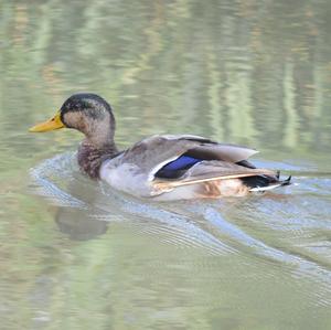 Mallard