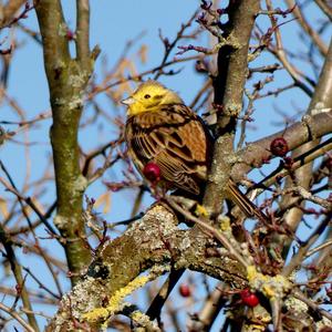 Yellowhammer