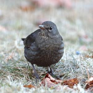 Eurasian Blackbird