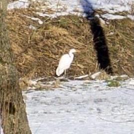 Little Egret