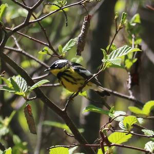 Magnolia Warbler