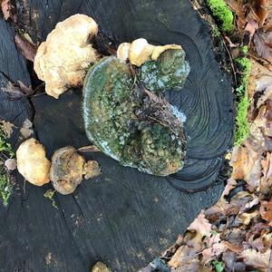 Thick-maze Oak polypore