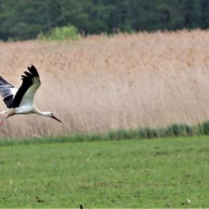 White Stork