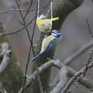 Blue Tit