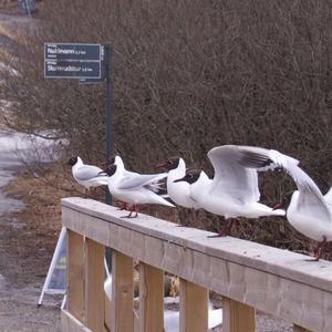 Brown-headed Gull