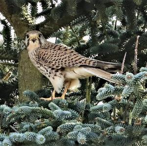 Common Kestrel