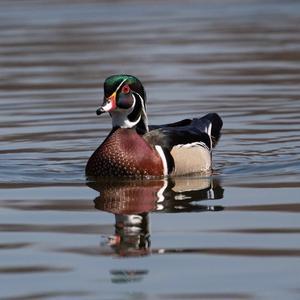 Wood Duck