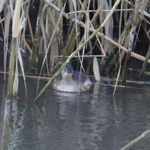 Little Grebe