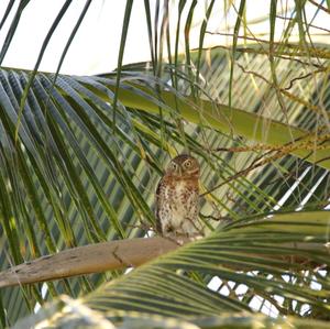 Cuban Pygmy-owl