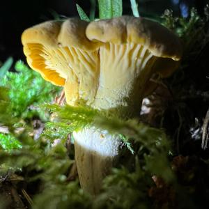 Chanterelle, Common