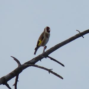 European Goldfinch