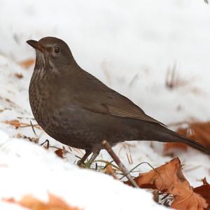 Eurasian Blackbird