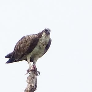 Osprey