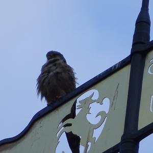 Common Kestrel