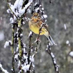 Yellowhammer