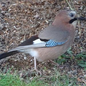 Eurasian Jay