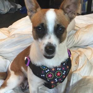 Unknown Breed